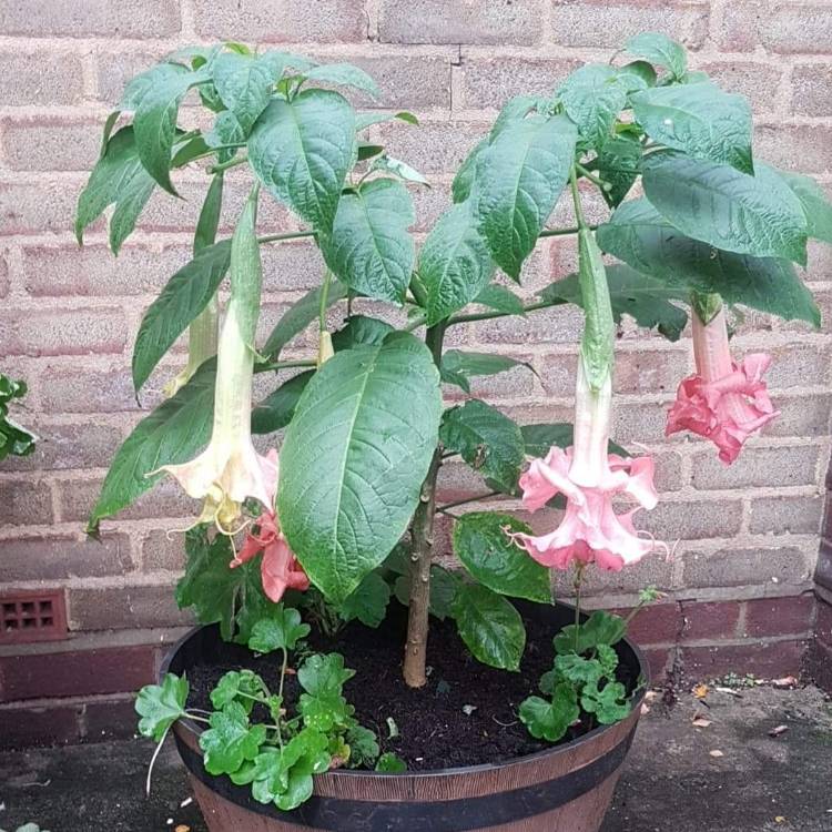 Plant image Brugmansia