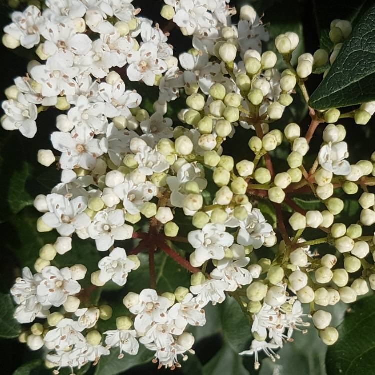 Plant image Viburnum tinus