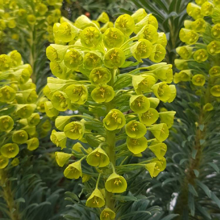 Plant image Euphorbia characias subsp. characias