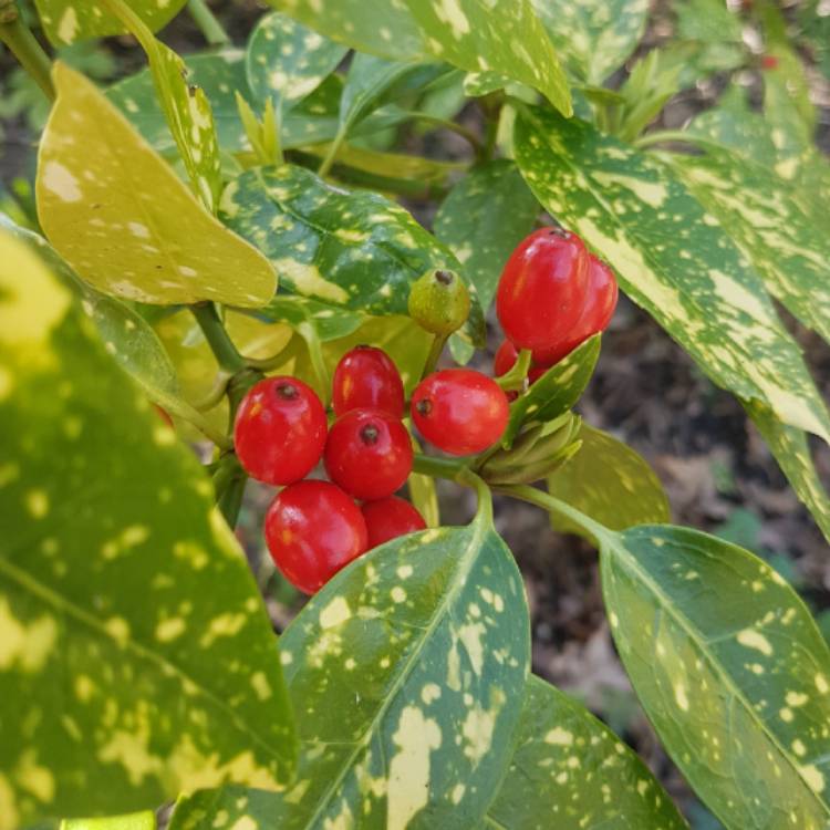 Plant image Aucuba japonica Variegata