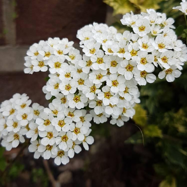 Plant image Spiraea x cinerea 'Grefsheim'