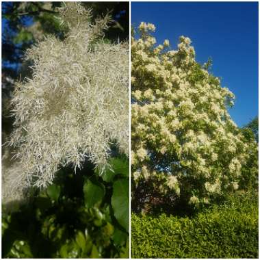 Fraxinus Ornus