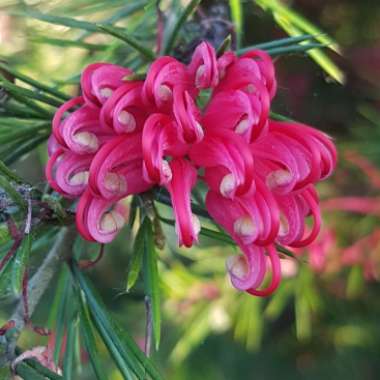 Grevillea