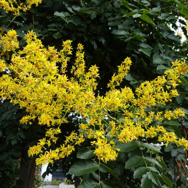 Plant image Koelreuteria Paniculata