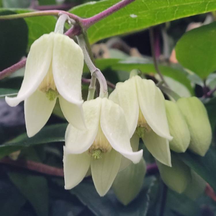 Plant image Clematis urophylla 'Winter Beauty'