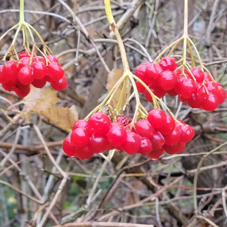 Plant image Viburnum opulus