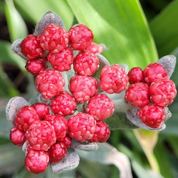 Plant image Helichrysum 'Ruby Cluster'