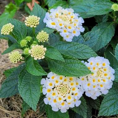 Lantana camara