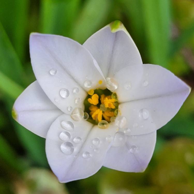 Plant image Ipheion uniflorum syn. Tristagma uniflora