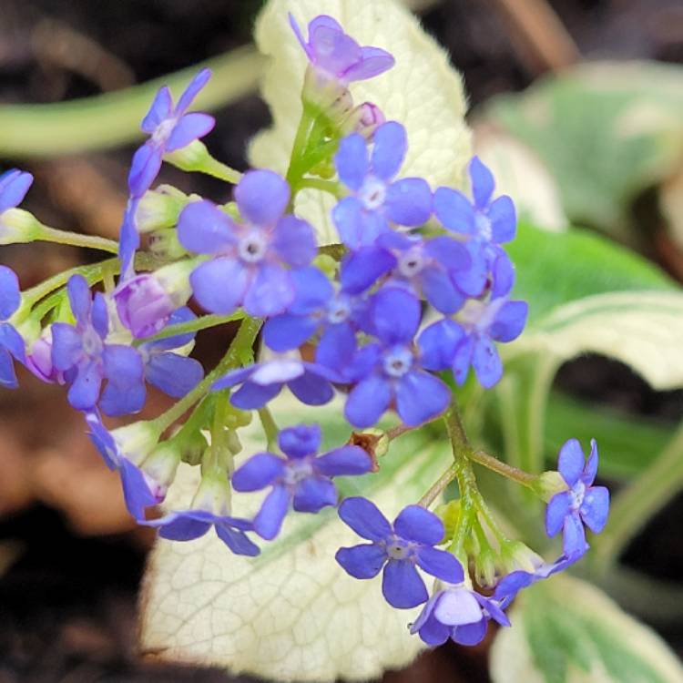 Plant image Brunnera macrophylla