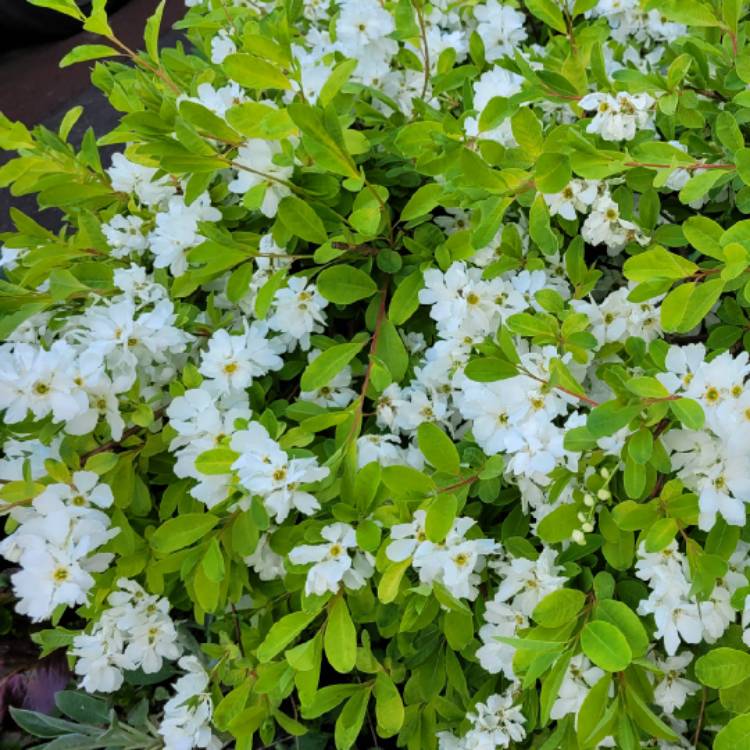 Plant image Exochorda racemosa 'Niagara'