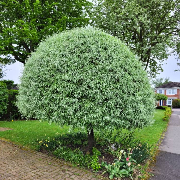 Plant image Pyrus salicifolia 'Pendula'