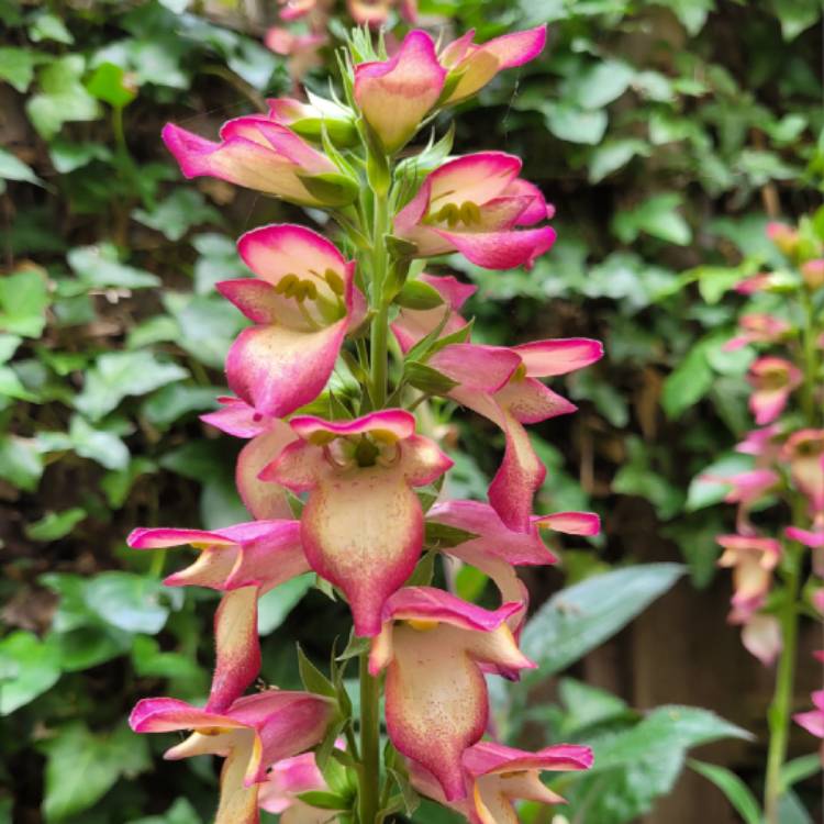 Plant image Digitalis x hybrida 'Foxlight™ Ruby Glow'