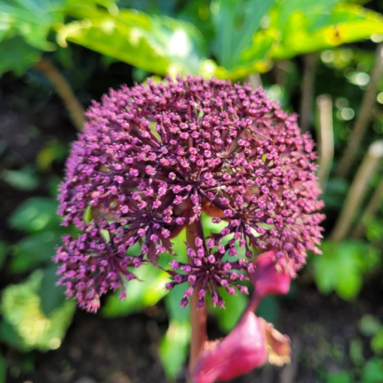 Plant image Angelica Gigas