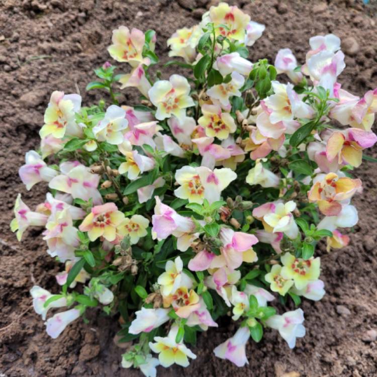 Plant image Antirrhinum 'Antirinca Bronze Apricot' (Antirinca Series)