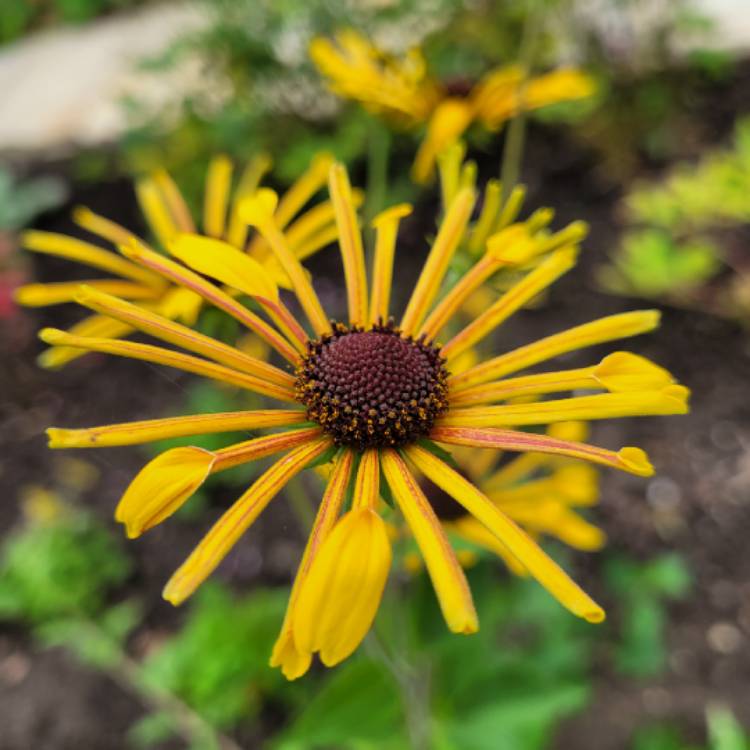 Plant image Rudbeckia subtomentosa 'Henry Eilers'