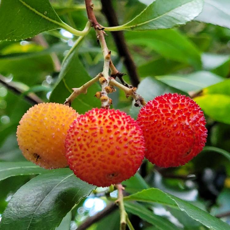 Plant image Arbutus unedo