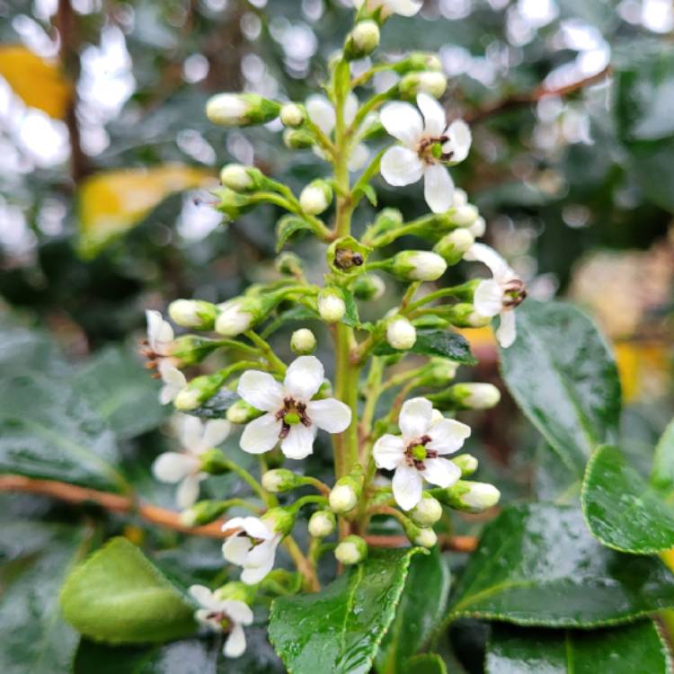 Plant image Escallonia