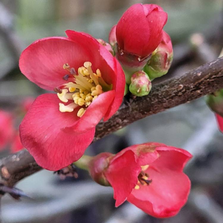 Plant image Chaenomeles japonica