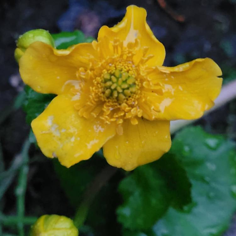 Plant image Caltha palustris syn. Caltha cornuta