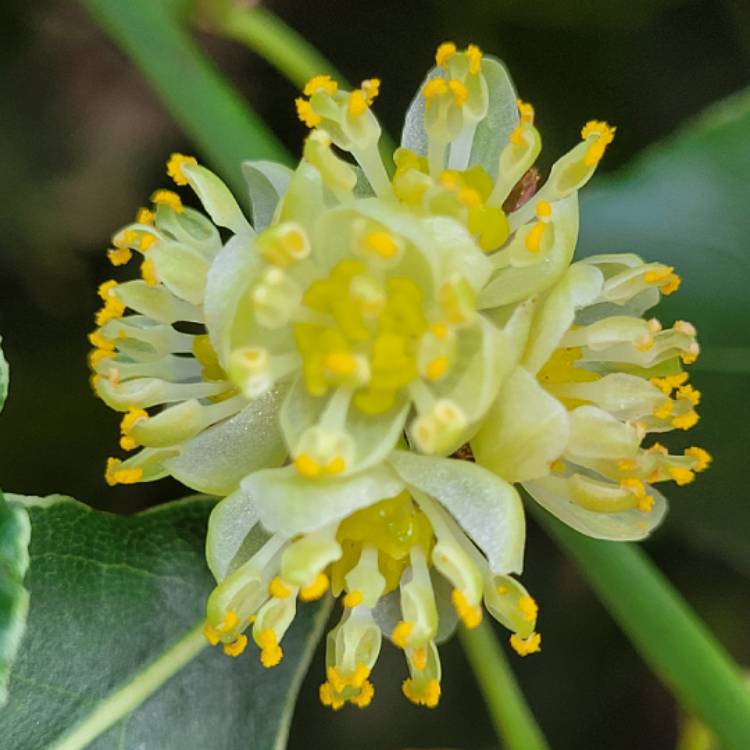 Plant image Laurus Nobilis