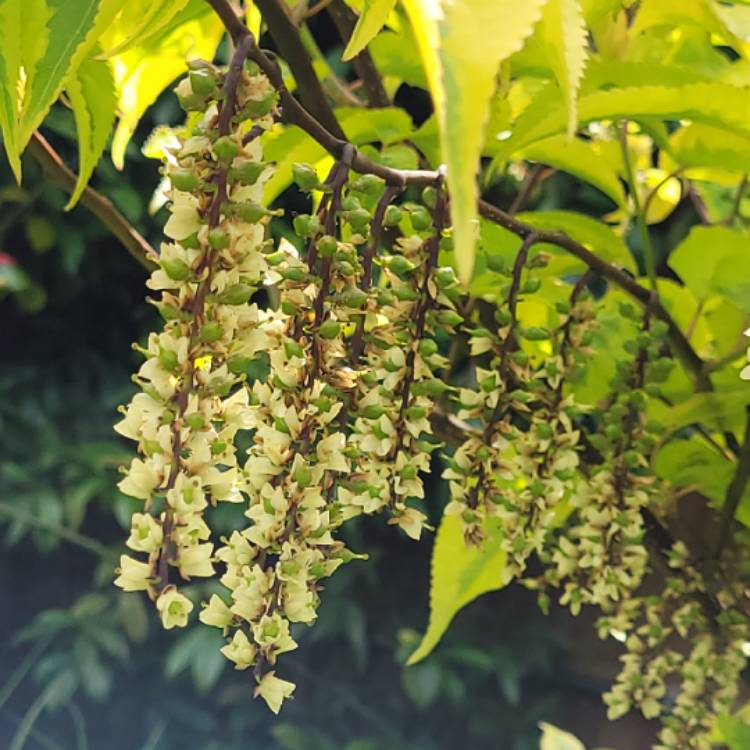 Plant image Stachyurus chinensis 'Celina'