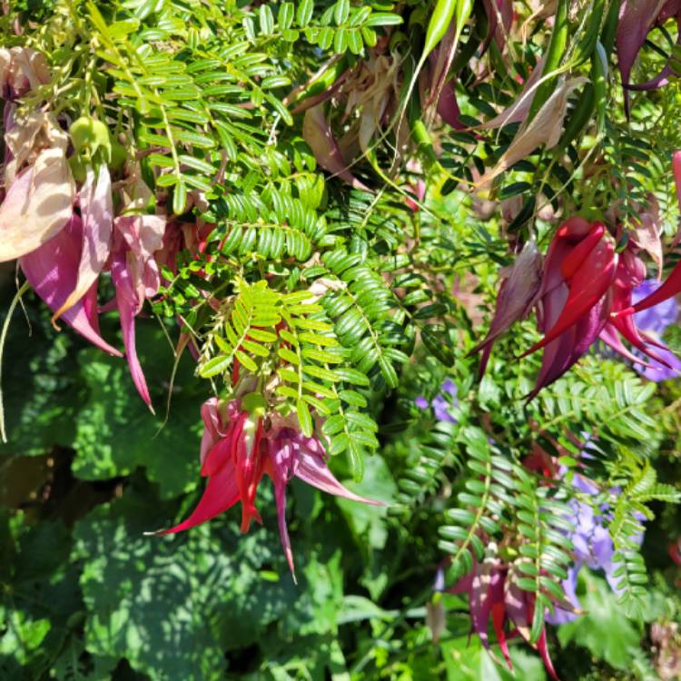 Plant image Clianthus puniceus syn. Clianthus puniceus 'Kaka Beak' ;  Clianthus puniceus 'Red Admiral'