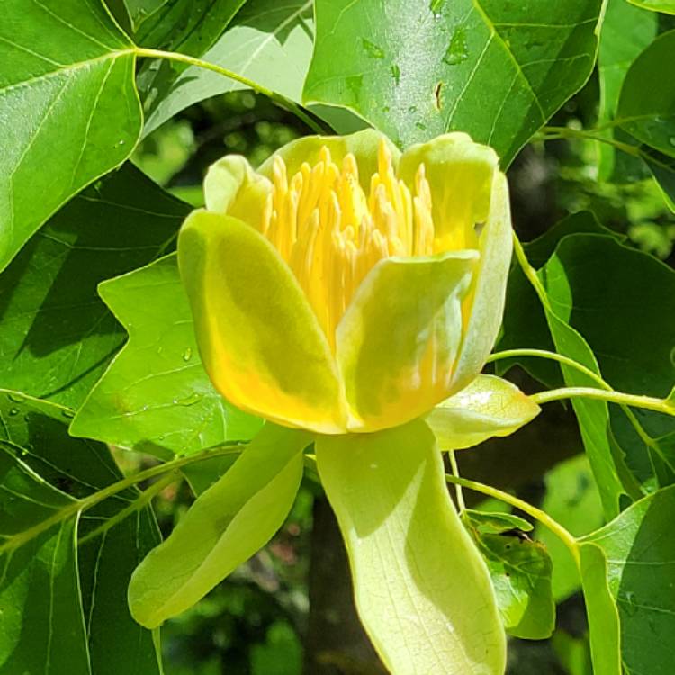 Plant image Liriodendron tulipifera