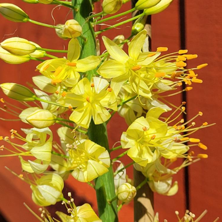 Plant image Eremurus