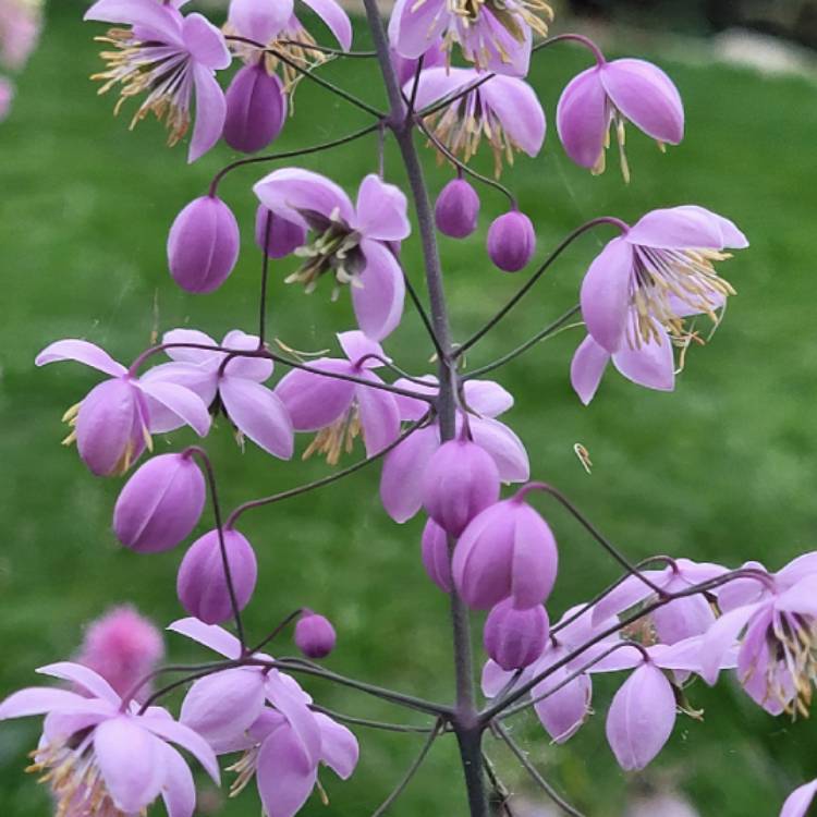 Plant image Thalictrum