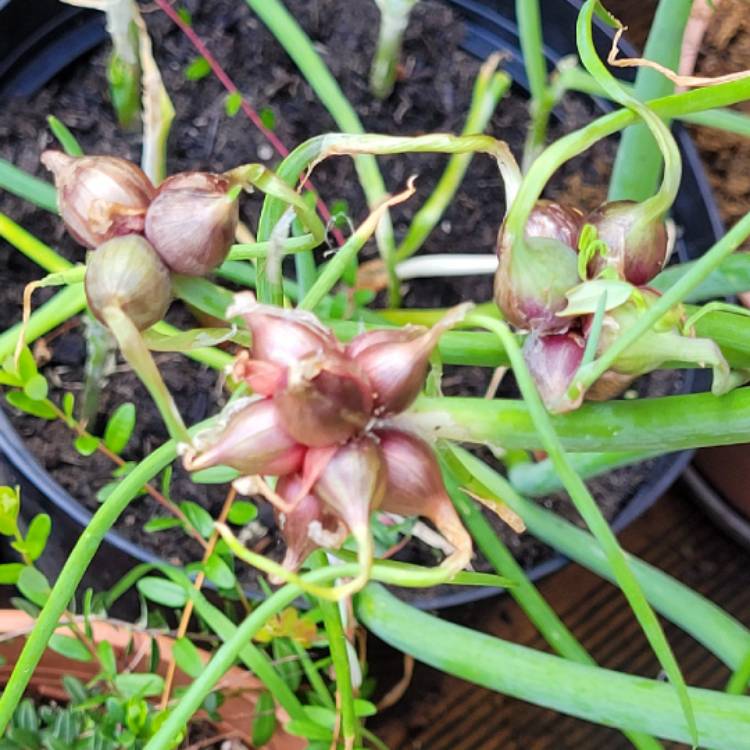 Plant image Allium x proliferum