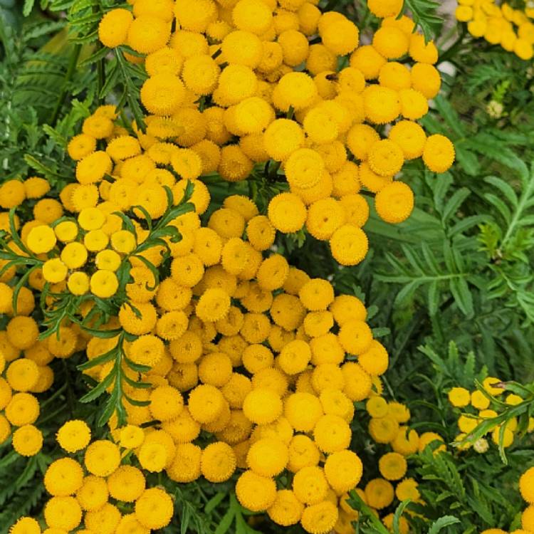 Plant image Tanacetum Vulgare