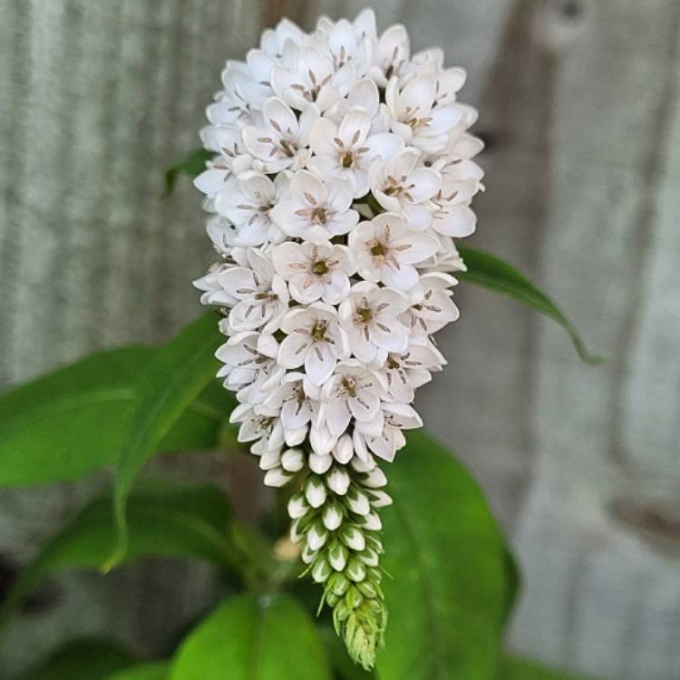 Plant image Lysimachia clethroides