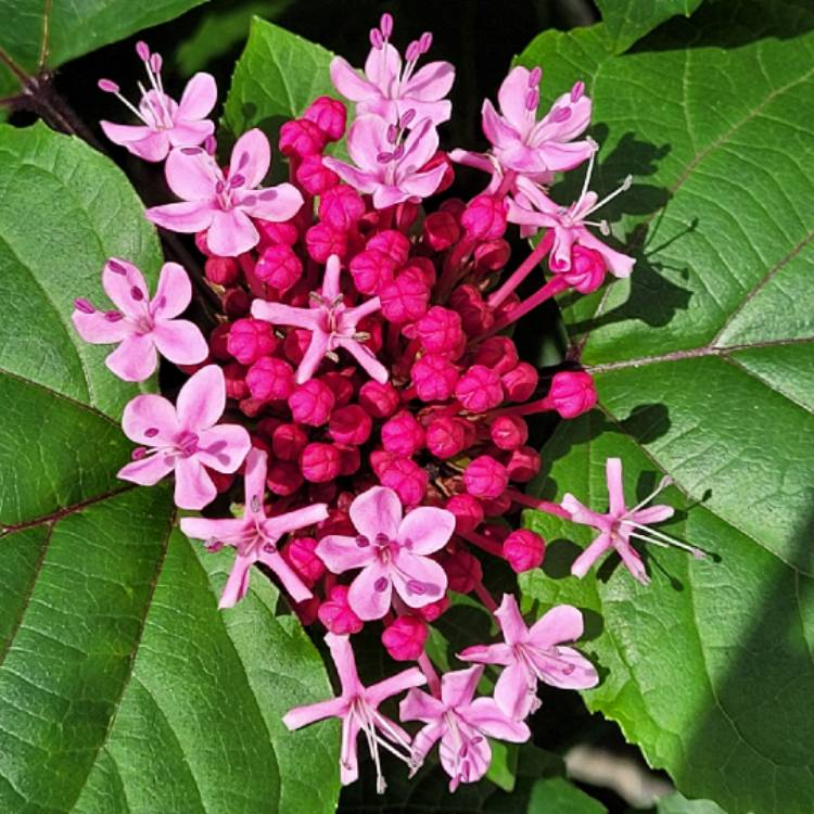 Plant image Clerodendrum bungei