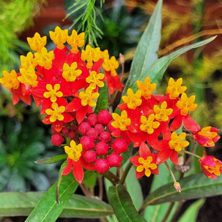 Plant image Asclepias curassavica