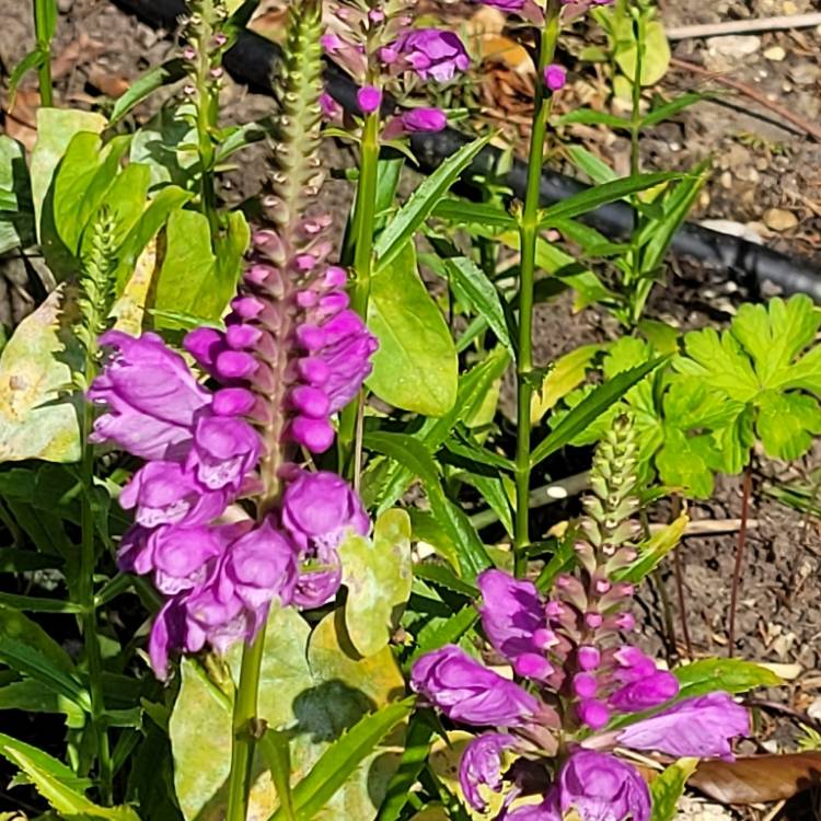 Plant image Physostegia virginiana 'Vivid'