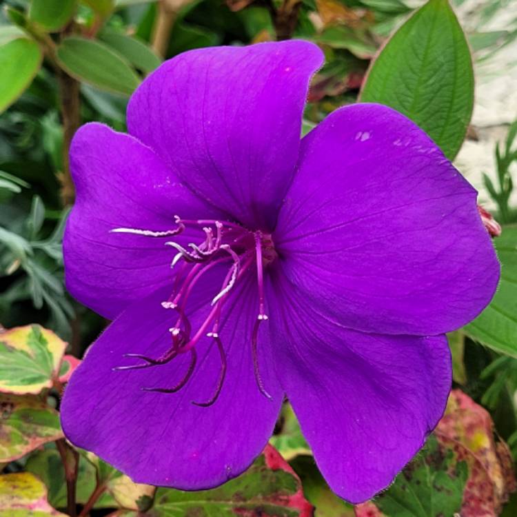 Plant image Tibouchina urvilleana