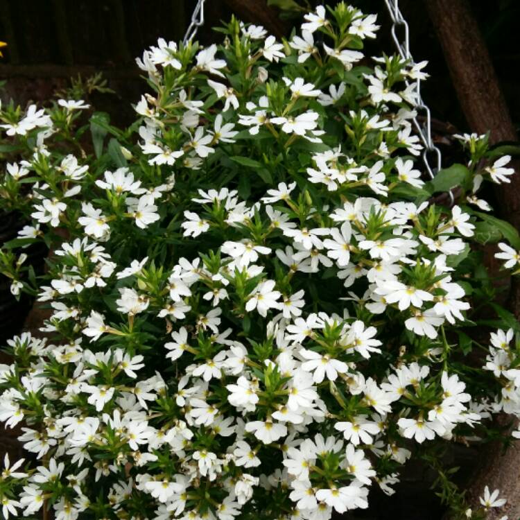 Plant image Scaevola aemula 'Print White'