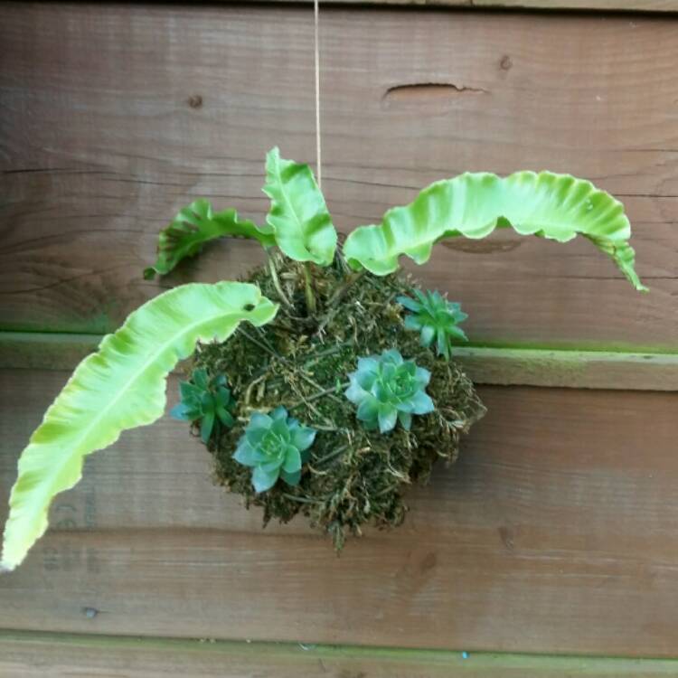 Plant image Asplenium nidus