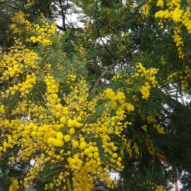 Acacia armata