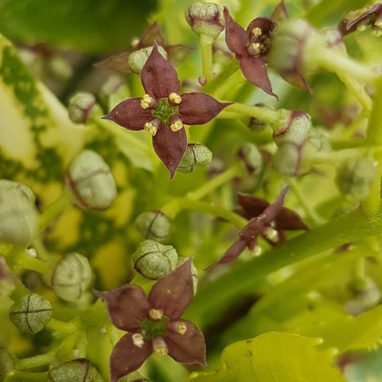 Plant image Aucuba japonica Variegata