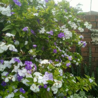 Brunfelsia pauciflora syn. Brunfelsia calycina