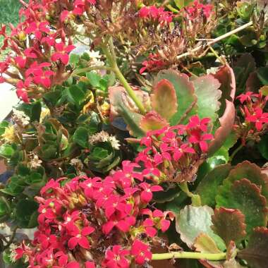 Kalanchoe blossfeldiana 'Red'