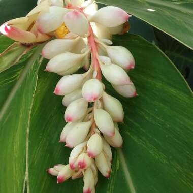 Alpinia zerumbet 'Variegata'