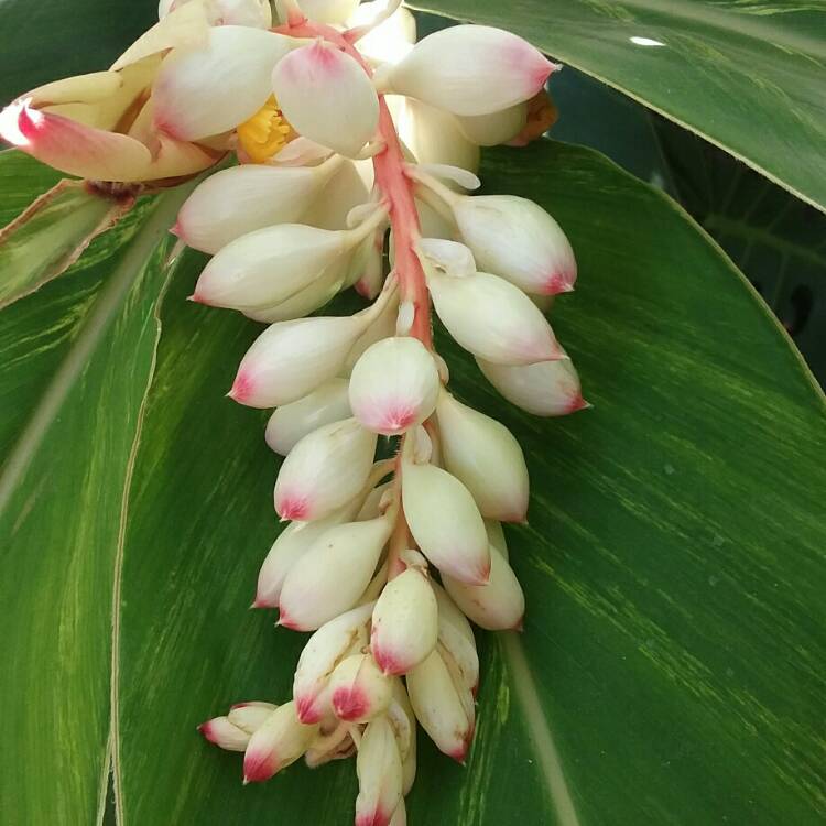 Plant image Alpinia zerumbet 'Variegata'