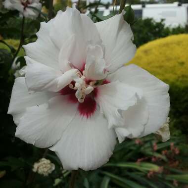 Hibiscus Syriacus 'Red Heart'