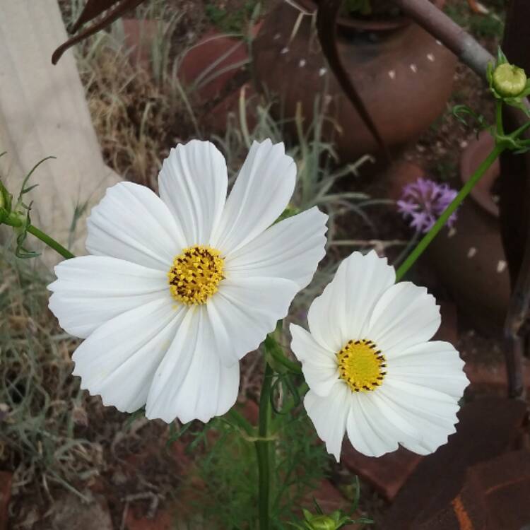 Plant image Cosmos Bipinnatus 'Purity'