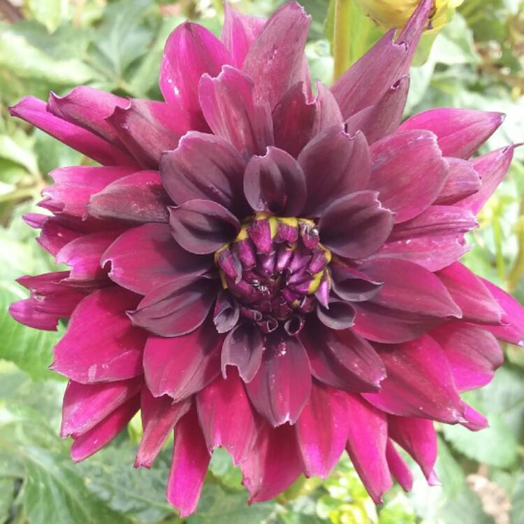 Plant image Dahlia 'Le Baron'