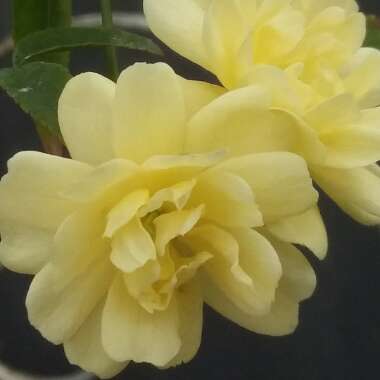 Rosa banksiae 'Lutea'