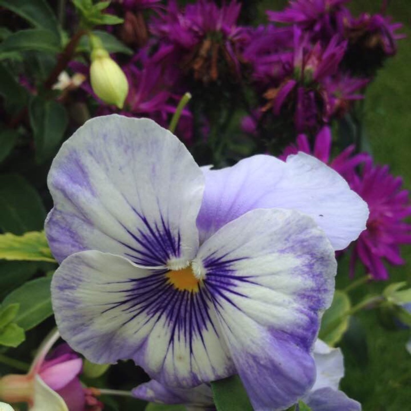 Pansy 'Light Blue Whiskers'